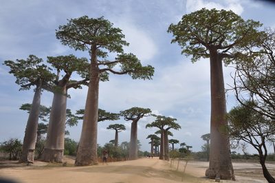 Adansonia grandidieri, photographed by Josip Skejo
