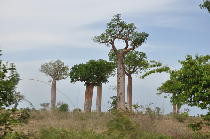 Adansonia za, photographed by Josip Skejo