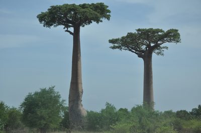 Adansonia grandidieri, photographed by Josip Skejo