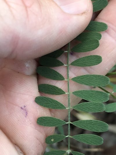 Tephrosia juncea, photographed by Greg Tasney