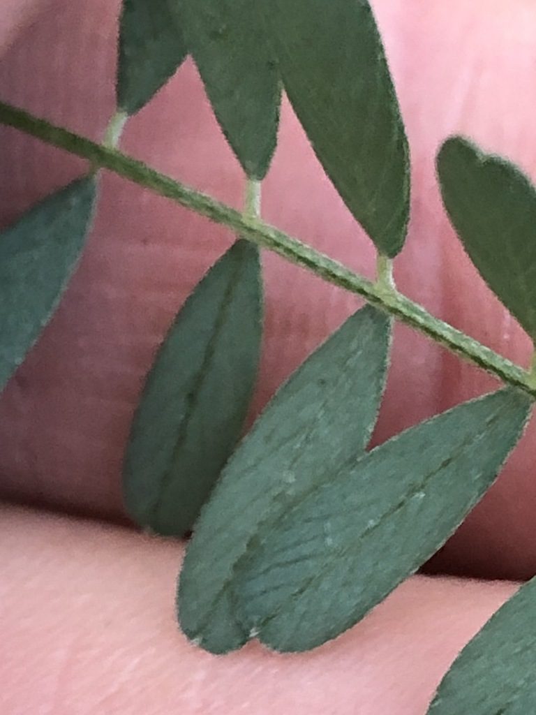 Tephrosia juncea, photographed by Greg Tasney