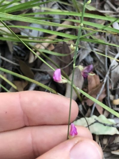 Tephrosia juncea, photographed by Greg Tasney