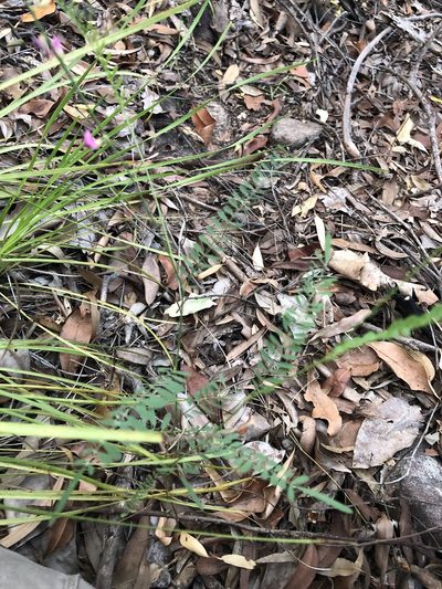 Tephrosia juncea, photographed by Greg Tasney