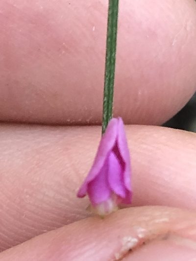 Tephrosia juncea, photographed by Greg Tasney
