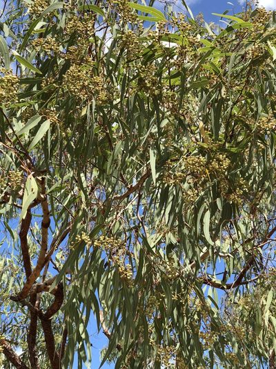 Corymbia erythrophloia, photographed by elawrey