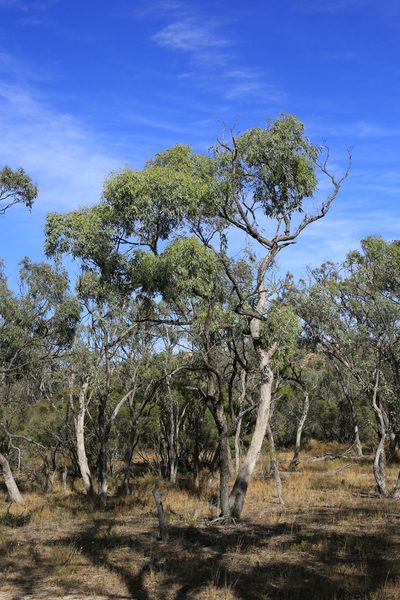 Eucalyptus bicolor, photographed by Donald Hobern