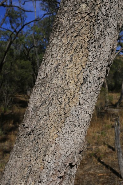 Eucalyptus bicolor, photographed by Donald Hobern