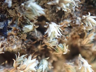 Selaginella eremophila, photographed by Randal
