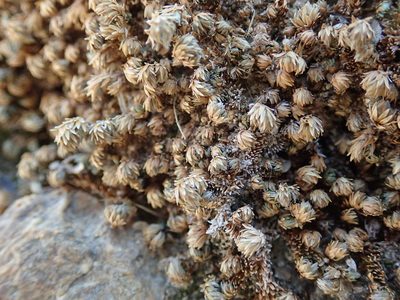 Selaginella eremophila, photographed by Randal