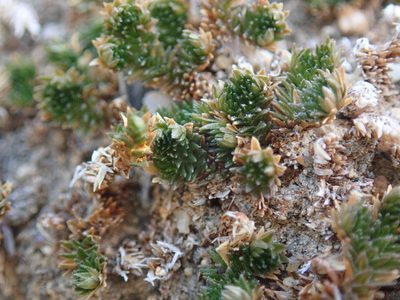 Selaginella eremophila, photographed by Randal