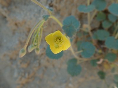 Chylismia cardiophylla, photographed by Randal