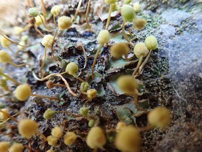 Asterellopsis palmeri, photographed by Randal