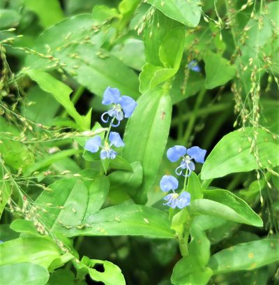 Commelina forskaolii, photographed by flamelily