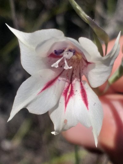 Gladiolus engysiphon, photographed by kevin koen