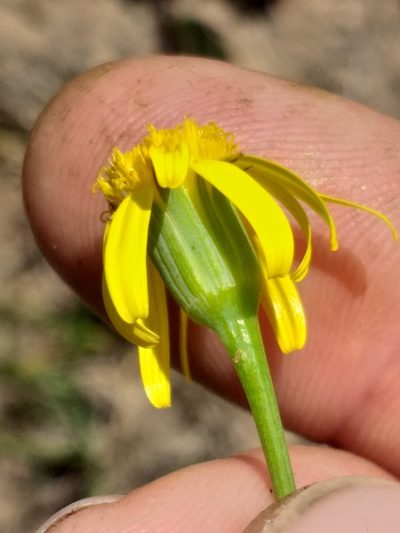 Senecio ruwenzoriensis, photographed by kevin koen