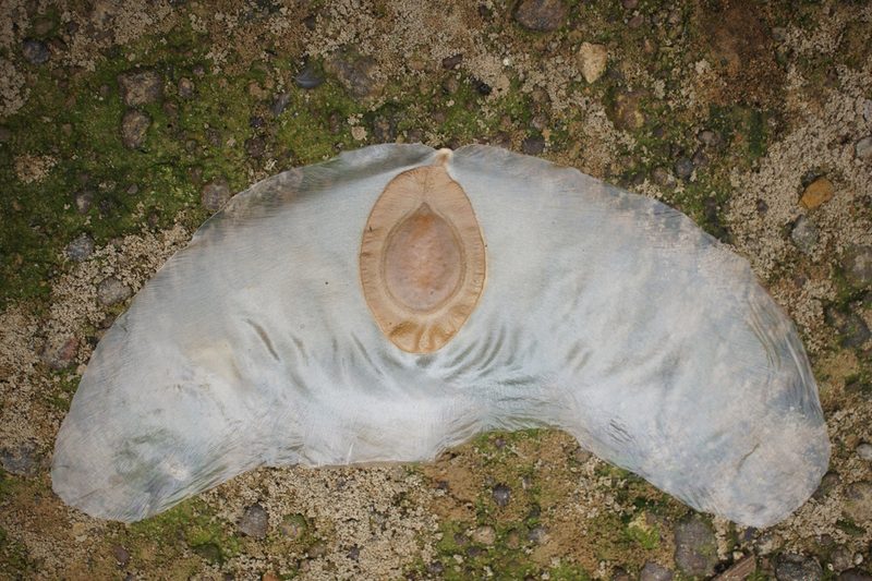 Alsomitra macrocarpa, photographed by Sam J. Thomas