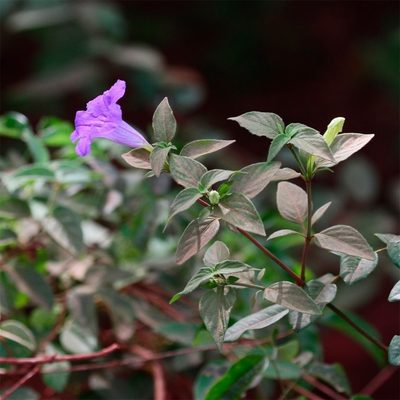 Ruellia bahiensis, photographed by Arne Holgersson