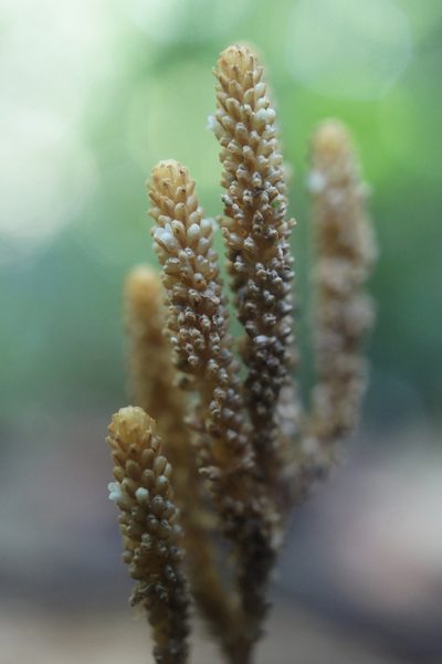 Epirixanthes papuana, photographed by Sam J. Thomas