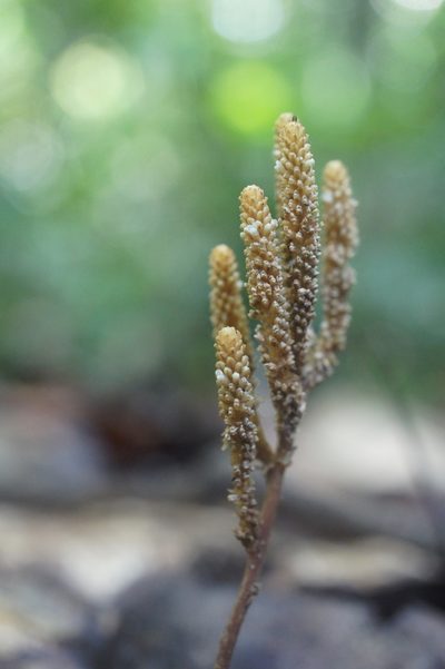Epirixanthes papuana, photographed by Sam J. Thomas