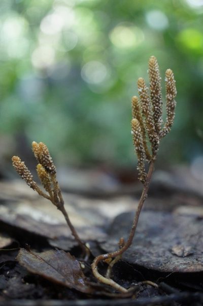 Epirixanthes papuana, photographed by Sam J. Thomas