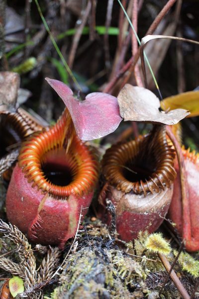 Nepenthes villosa, photographed by Sam J. Thomas