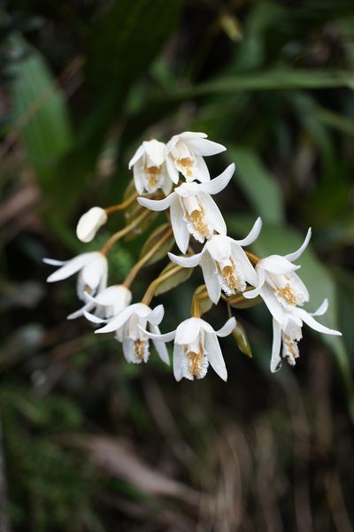 Coelogyne papillosa, photographed by Sam J. Thomas