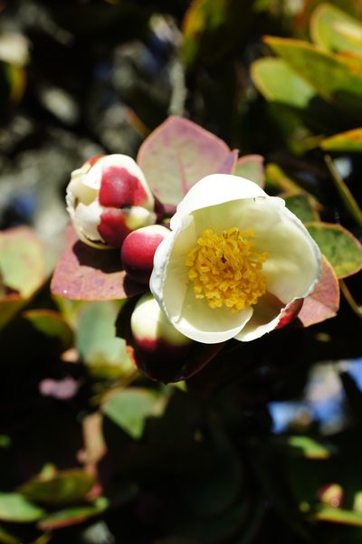 Schima brevifolia, photographed by Sam J. Thomas