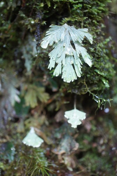 Hymenophyllum pallidum, photographed by Sam J. Thomas