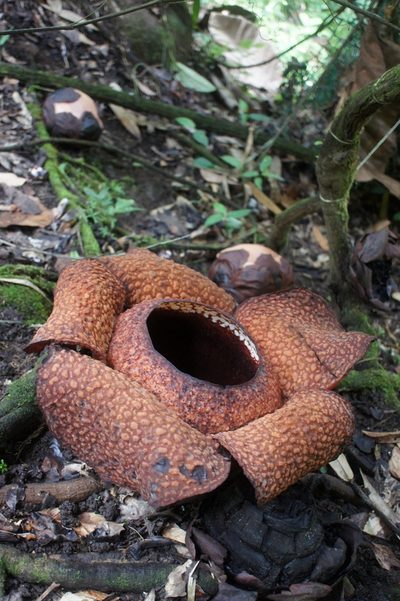 Rafflesia keithii, photographed by Sam J. Thomas