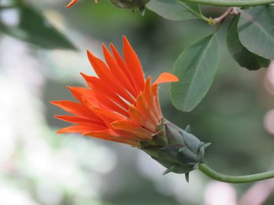 Mutisia decurrens, photographed by Nicolas Olejnik