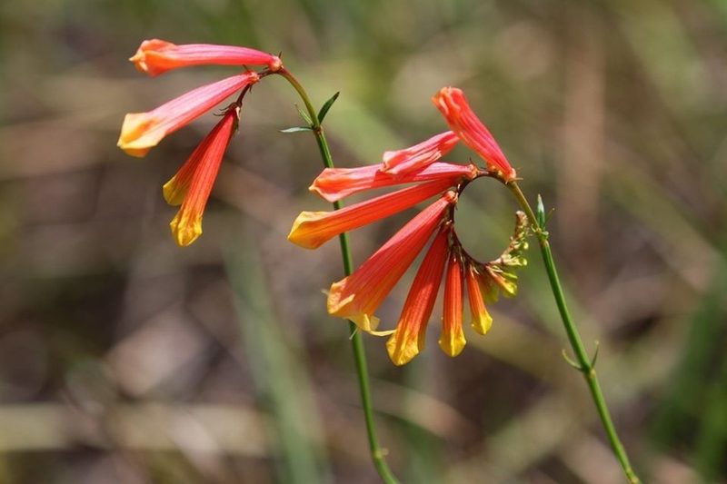 Spigelia pulchella, photographed by Arne Holgersson