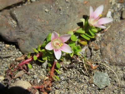 Lysimachia amoena, photographed by Nicolas Olejnik
