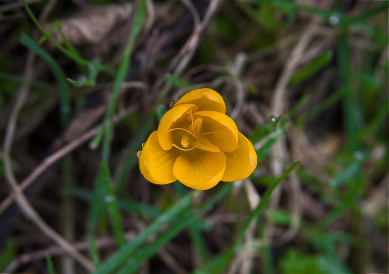 Crocus olivieri, photographed by katunchik