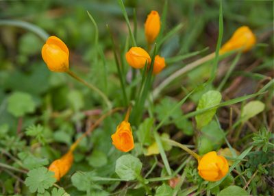 Crocus olivieri, photographed by katunchik
