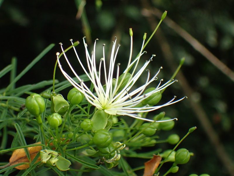 Maerua rosmarinoides, photographed by Mahomed Desai