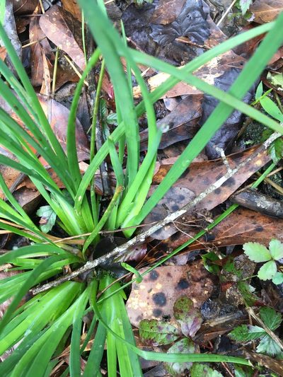 Juncus validus, photographed by Jessica