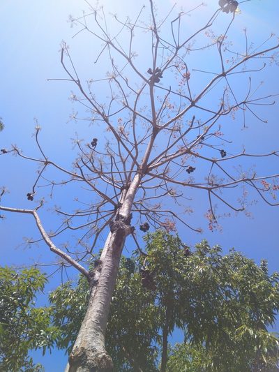 Sterculia foetida, photographed by Chandu Bandi