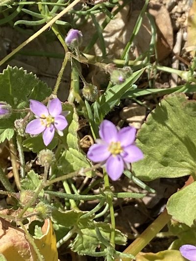 Spergularia fimbriata, photographed by Peter Gabler