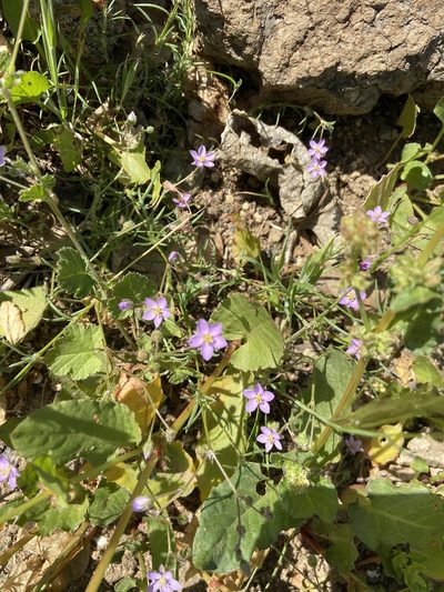 Spergularia fimbriata, photographed by Peter Gabler
