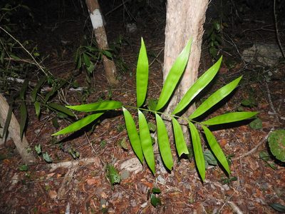 Zamia prasina, photographed by Juan Cruzado Cortés