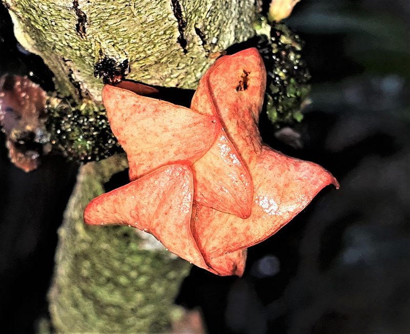 Heisteria cauliflora, photographed by Gerry van Tonder