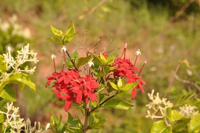 Paracarphalea pervilleana, photographed by Josip Skejo