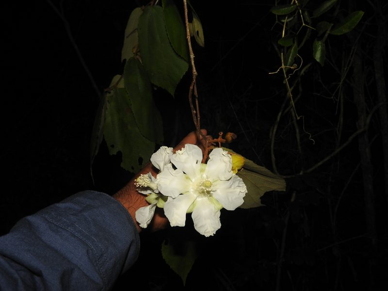 Luehea speciosa, photographed by Juan Cruzado Cortés