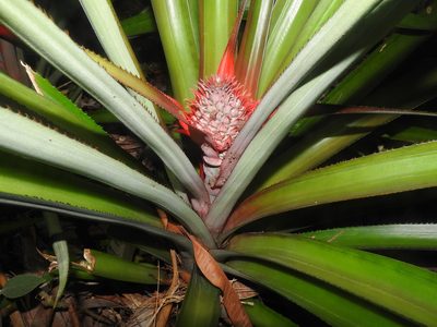 Ananas comosus, photographed by Juan Cruzado Cortés