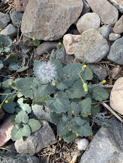 Senecio flavus, photographed by Peter Gabler