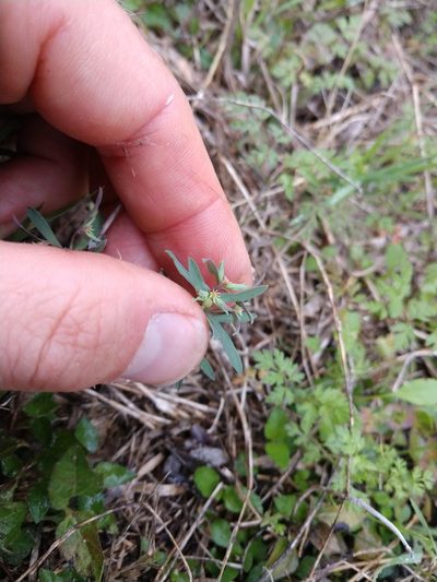 Euphorbia peplidion, photographed by Cleveland Powell
