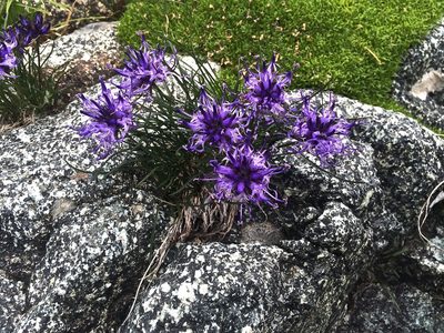 Phyteuma hedraianthifolium, photographed by Karsten Rohweder