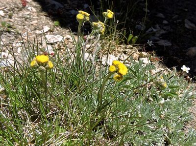 Artemisia glacialis, photographed by Karsten Rohweder