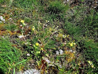 Potentilla multifida, photographed by Karsten Rohweder