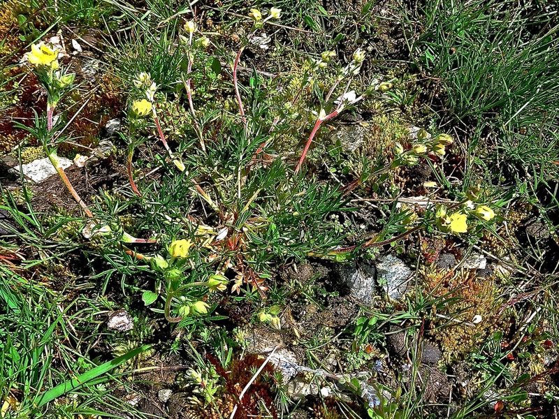 Potentilla multifida, photographed by Karsten Rohweder